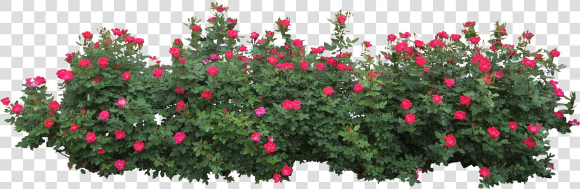 Flower Plant Top View Png   Bushes Png  Transparent PngTransparent PNG