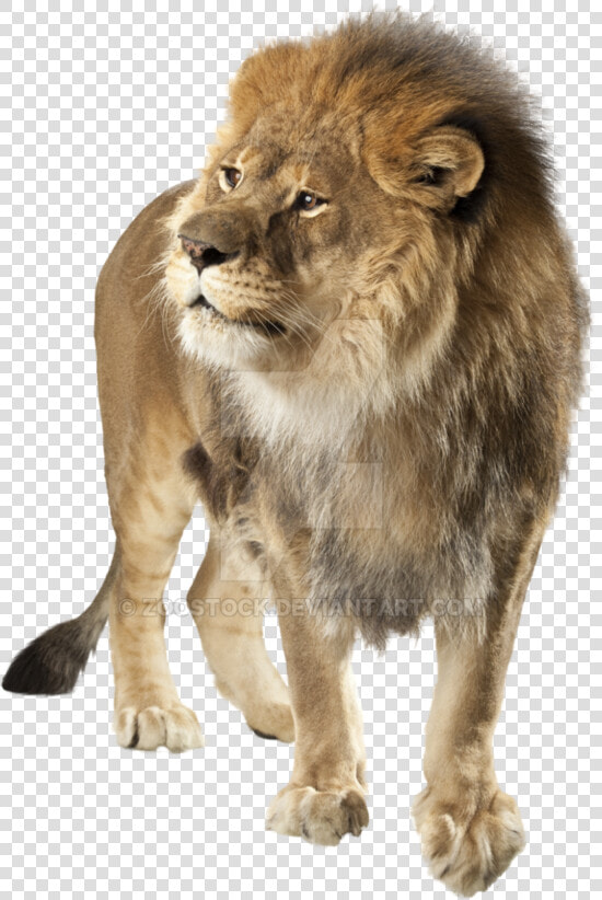 Transparent Angry Lion Png   Lion Angry Png  Png DownloadTransparent PNG