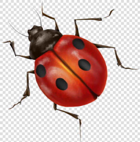 Lady Bug Png Free Download   Lady Bugs Transparent Background  Png DownloadTransparent PNG