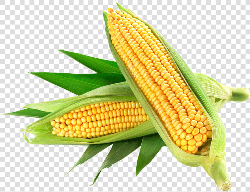 Corn Only Organic   Corn Png  Transparent PngTransparent PNG