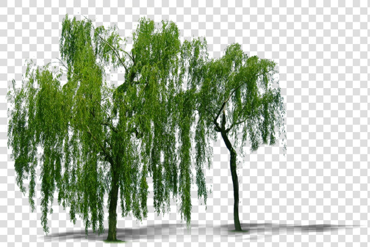 Plant Weeping Willow Tree Trees Computer File   Sauces Png  Transparent PngTransparent PNG