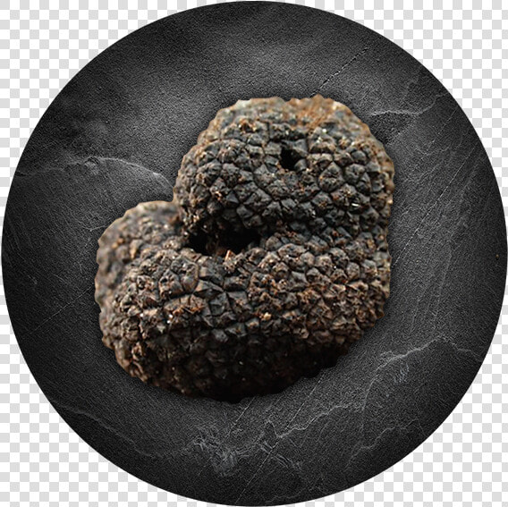 Tartufo Nero Ordinario  HD Png DownloadTransparent PNG