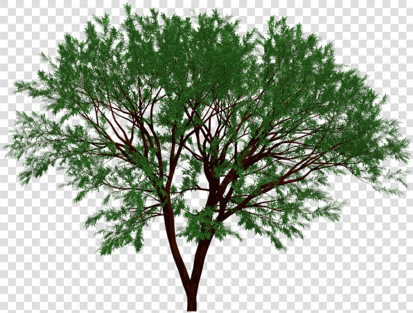 Tree  Nature  Garden  Forest  Leaf  Leaves  Natural   Portable Network Graphics  HD Png DownloadTransparent PNG