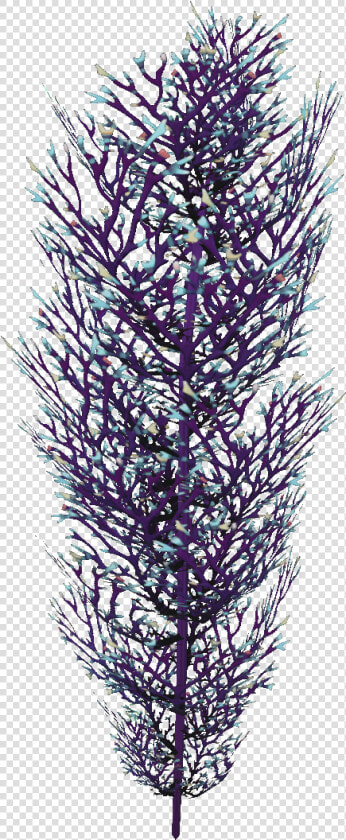 Cave Bush Flora   Lavender Bush Png  Transparent PngTransparent PNG