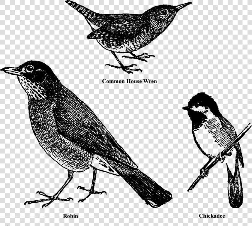 Bird Animal Drawings Sketches Clipart Collage Sheet   Robin  HD Png DownloadTransparent PNG