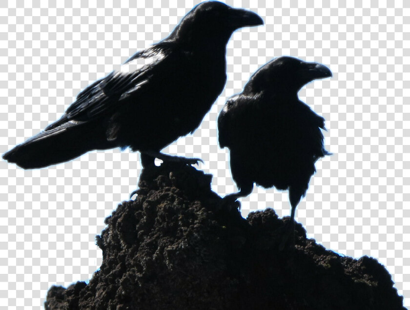 2 Black Crows  HD Png DownloadTransparent PNG