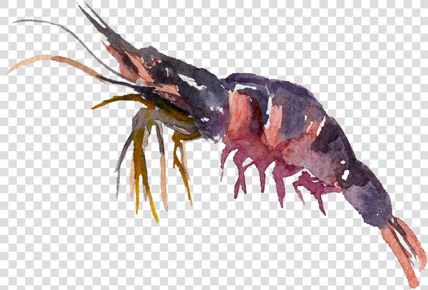 Transparent Crayfish Png   Antarctic Krill  Png DownloadTransparent PNG