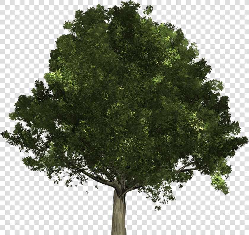 Oak Is A Type Of Deciduous Tree That Sheds All Its   Buckeye Tree Ohio State Tree  HD Png DownloadTransparent PNG