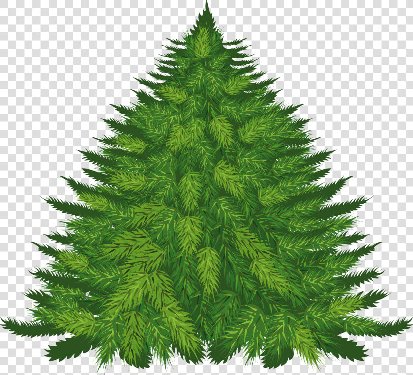 Jacaranda Tree Png   Fir Tree  Transparent PngTransparent PNG