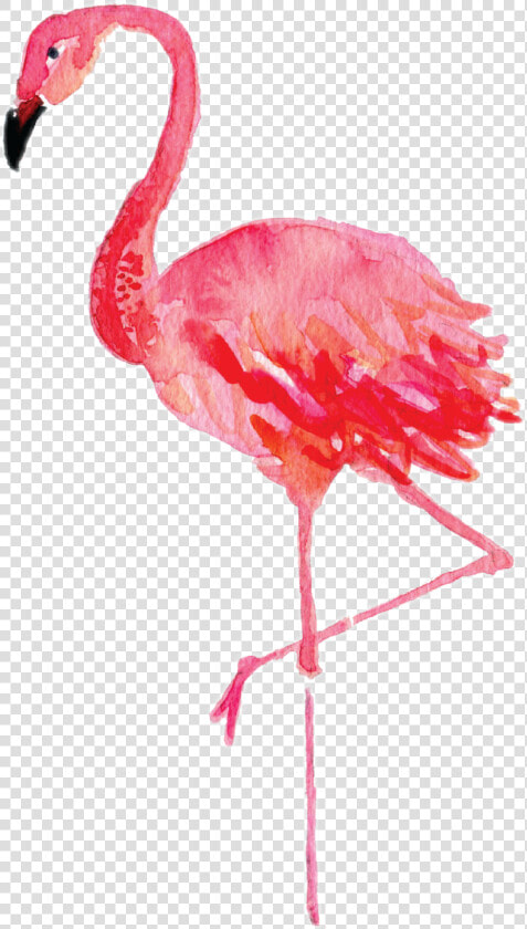  flamingo i Really Enjoy His New Feature Lmao   Watercolor Flamingo Clipart  HD Png DownloadTransparent PNG