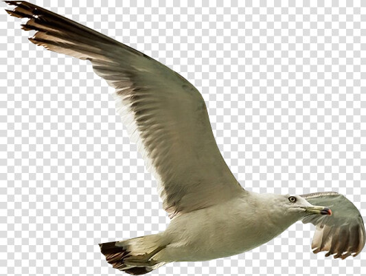 Remove Background Image   European Herring Gull  HD Png DownloadTransparent PNG