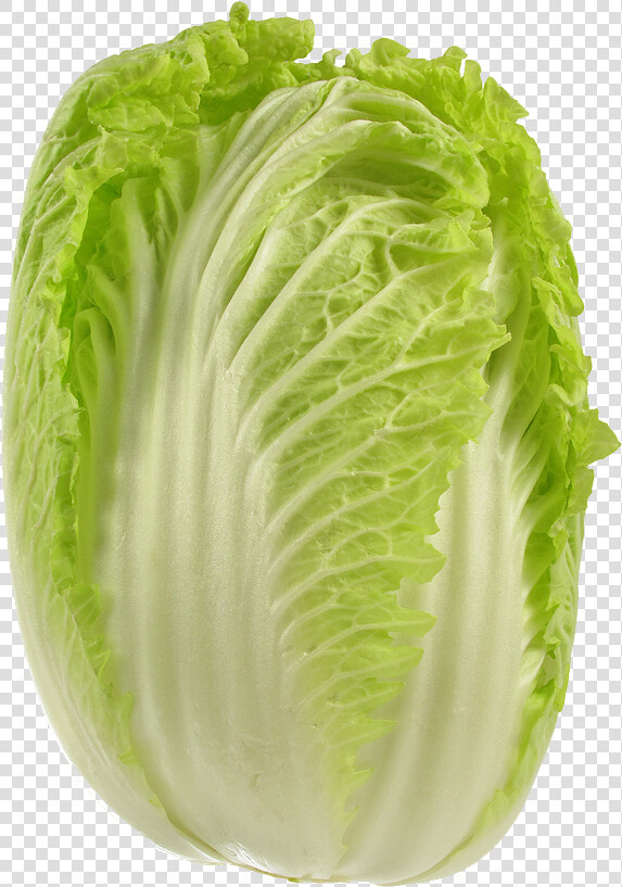 Cabbage Png Picture   Wong Bok Cabbage  Transparent PngTransparent PNG