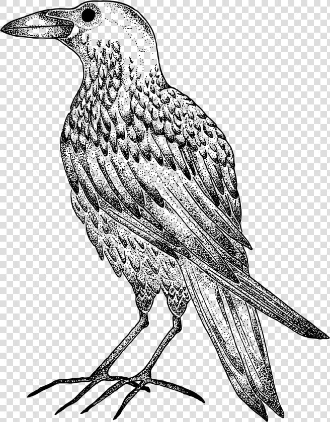 Drawn Crow Outline   Crow Outline Drawing  HD Png DownloadTransparent PNG