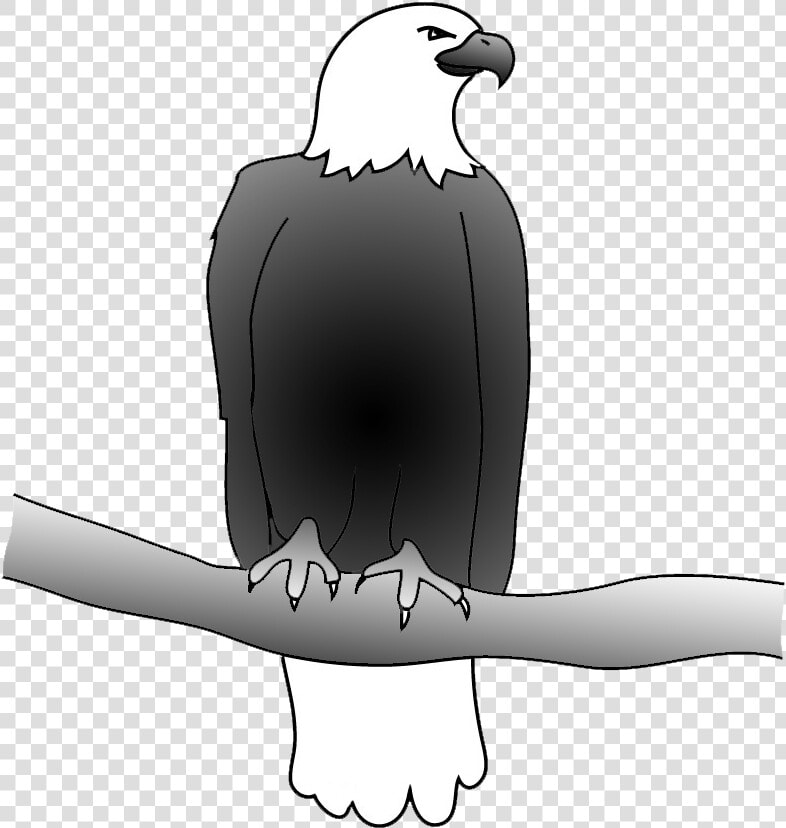 Outline Of Bald Eagle  Bald Eagle Drawing   Drawing  HD Png DownloadTransparent PNG