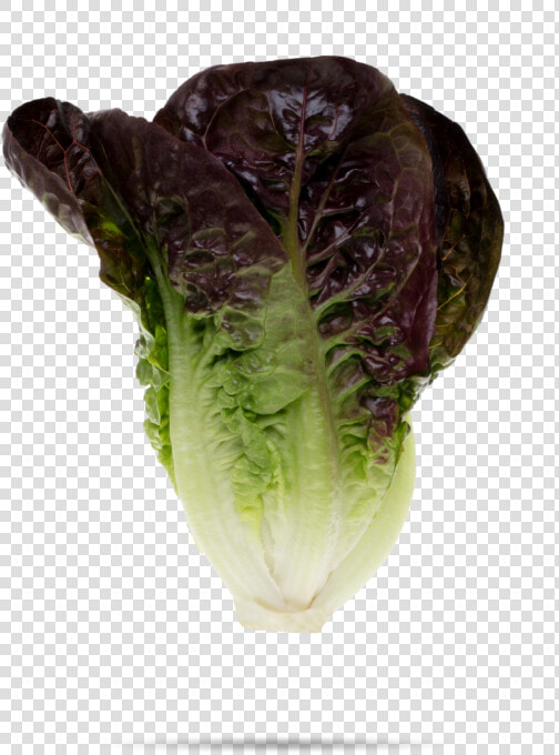 Red Little Gem   Romaine Lettuce  HD Png DownloadTransparent PNG