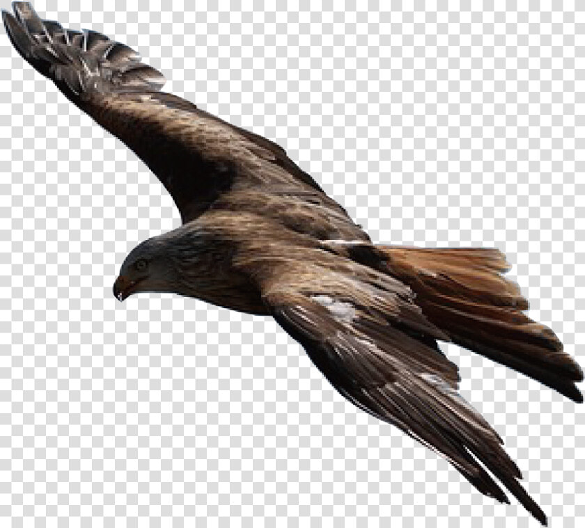 Transparent Fascist Eagle Png   Golden Eagle Flying Png  Png DownloadTransparent PNG