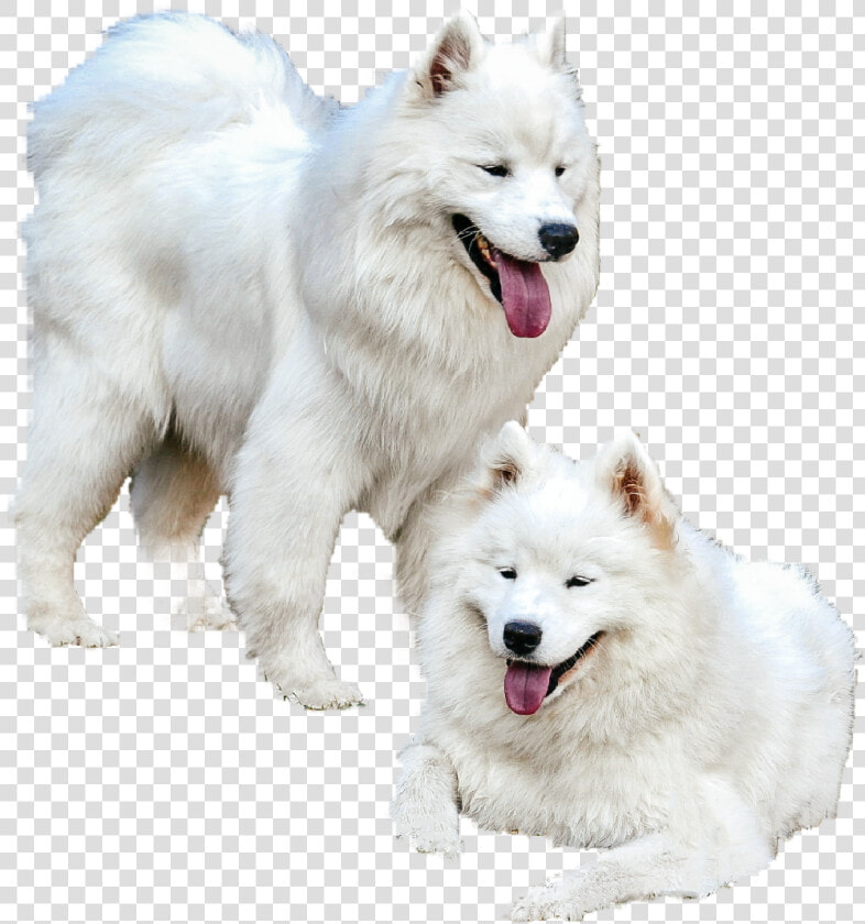 Samoyed Png   Dog Yawns  Transparent PngTransparent PNG