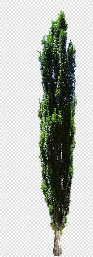 Cypress Tree Png   Christmas Lighted Swags  Transparent PngTransparent PNG