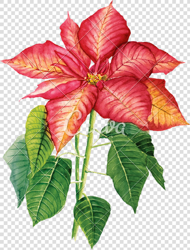 Clip Art Poinsettia Watercolor   Watercolor Painting  HD Png DownloadTransparent PNG