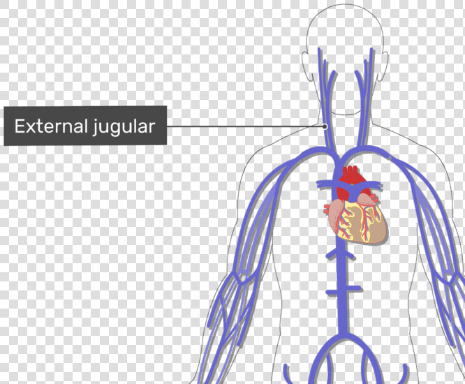 Labelled Image Of The External Jugular Vein With The   Human Arteries And Veins Unlabelled  HD Png DownloadTransparent PNG