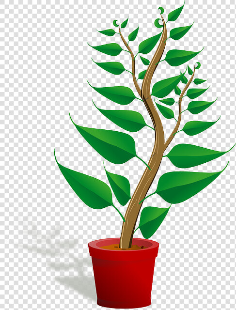 Seedling  Potted Plant  Sapling  Plant  Growing  Growth   Getting To Know Plants  HD Png DownloadTransparent PNG