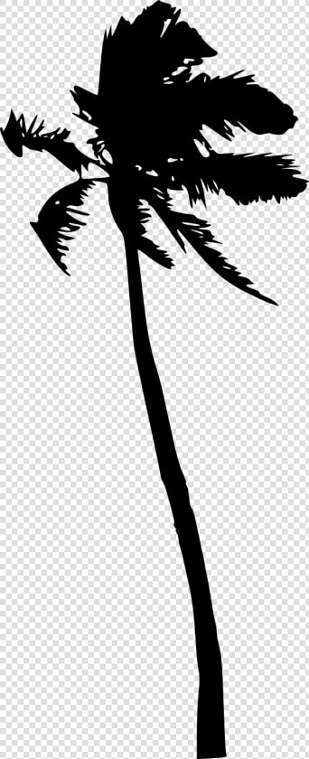 Palm Trees Portable Network Graphics Silhouette Clip  HD Png DownloadTransparent PNG