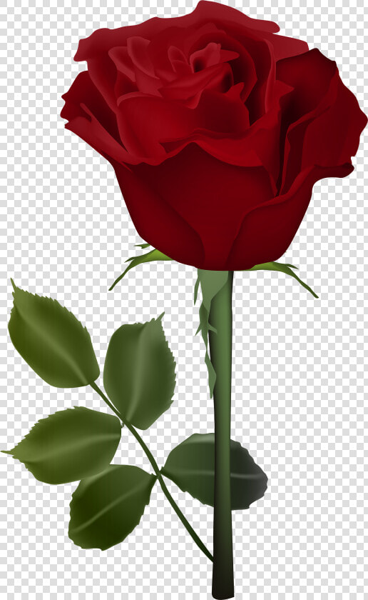 Rose Png   Gulab Ka Phool Png  Transparent PngTransparent PNG