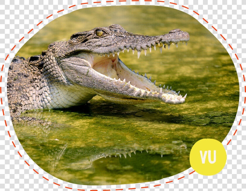 Crocodile Biting   Crocodile Hi Res  HD Png DownloadTransparent PNG