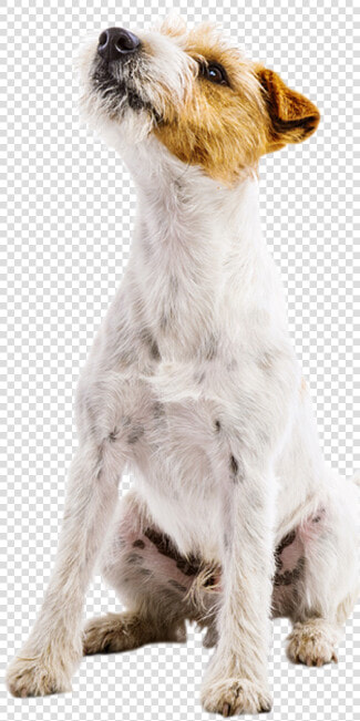 Picture Of A Jack Russel Terrier Looking Up   Dog Looking Up Png  Transparent PngTransparent PNG