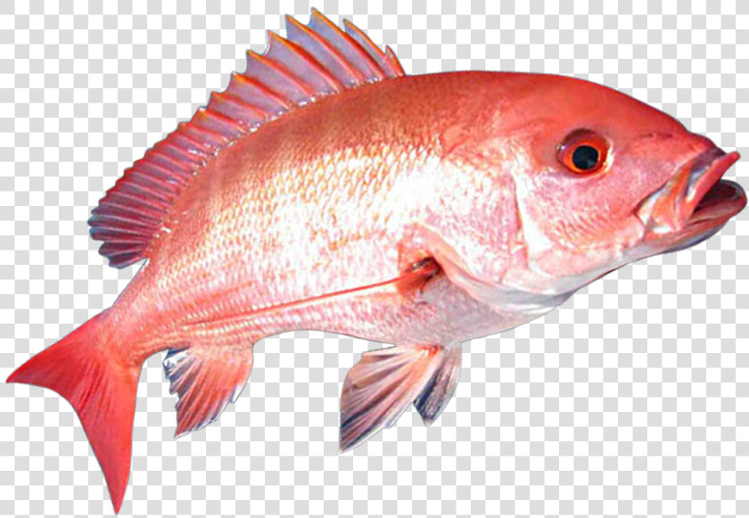 Red Snapper Fish Png   Png Download   Red Snapper Fish Png  Transparent PngTransparent PNG