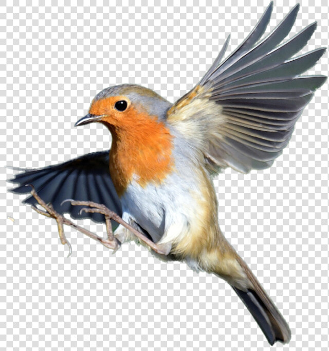 Transparent Robin Bird Png   European Robin  Png DownloadTransparent PNG