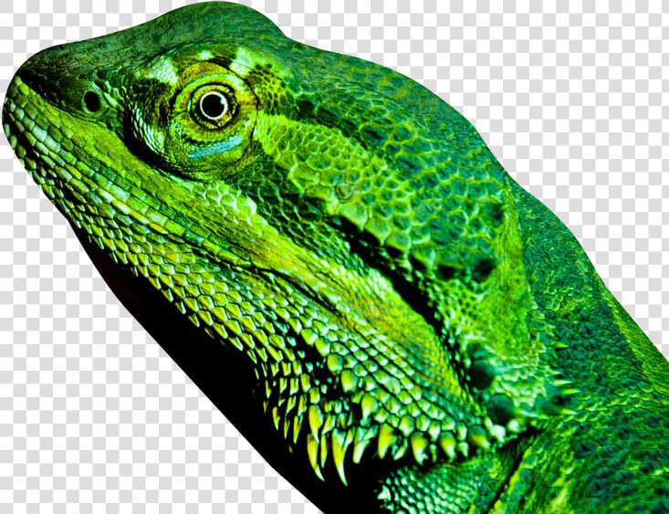 Dragon Lizard Transparent   Lizard  HD Png DownloadTransparent PNG