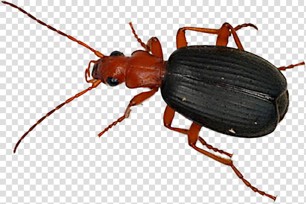 Beetle Transparent Portuguese   Pathfinder Giant Bombardier Beetle  HD Png DownloadTransparent PNG