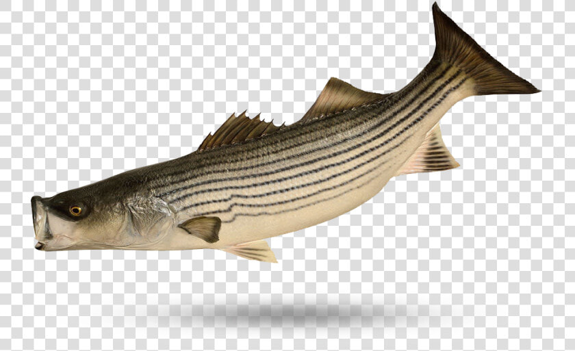 Wild Striped Bass   Striped Bass  HD Png DownloadTransparent PNG