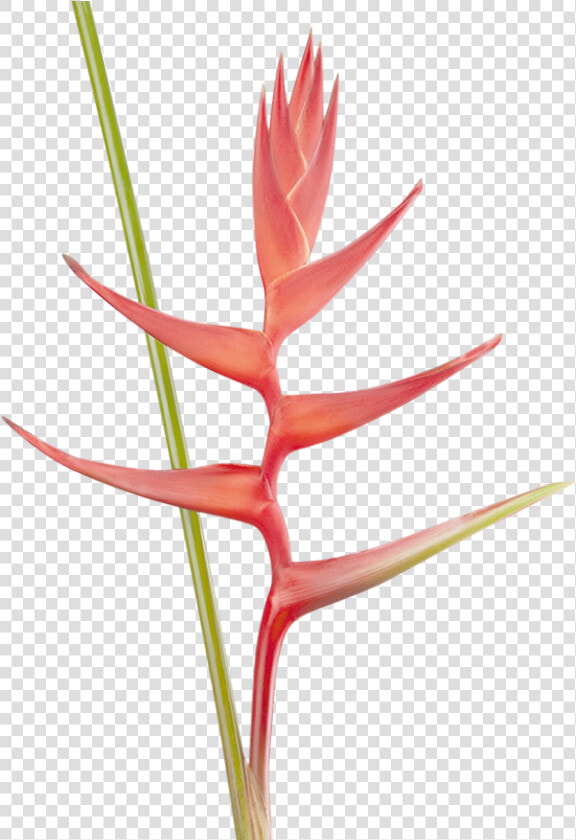 Heliconia  HD Png DownloadTransparent PNG