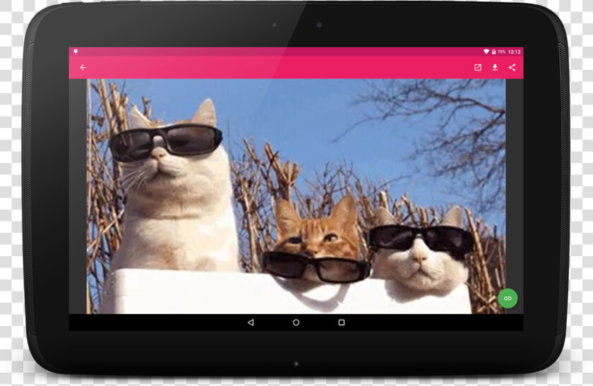 Cat Puts On Sunglasses Gif  HD Png DownloadTransparent PNG