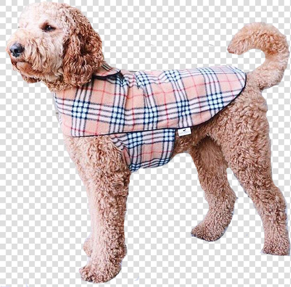 Standard Poodle Miniature Poodle Goldendoodle Cockapoo  HD Png DownloadTransparent PNG