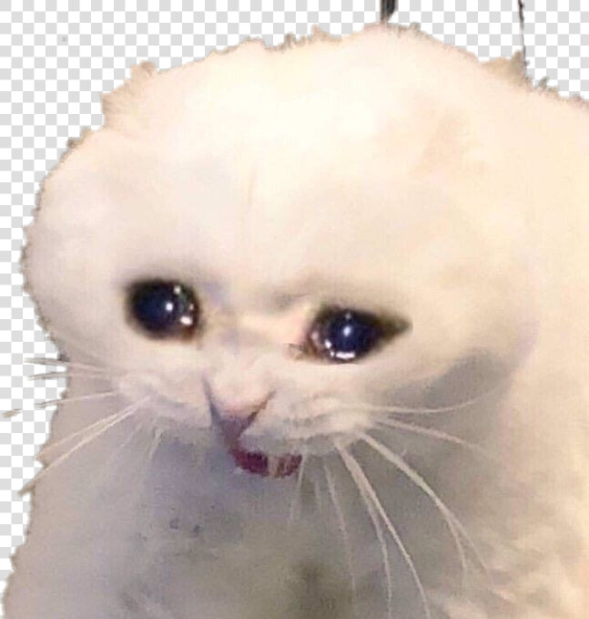  gato  llorando  sadaesthetic   Sad Cat Meme Png  Transparent PngTransparent PNG