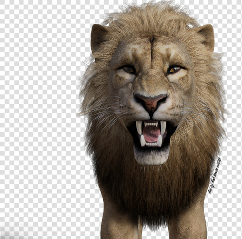 Lion   Masai Lion  HD Png DownloadTransparent PNG