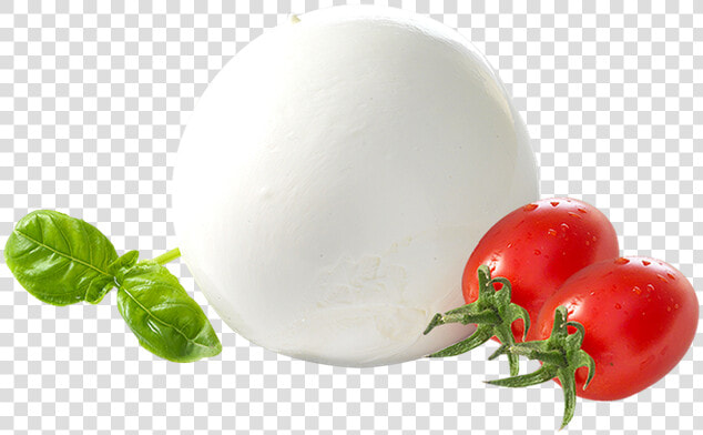 Mozzarella Di Bufala Dop   Mozzarella Di Bufala Png  Transparent PngTransparent PNG