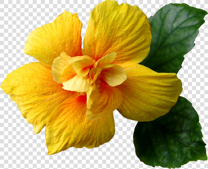 Yellow Hibiscus Flower Png   Png Download   Yellow Flower Images Transparent  Png DownloadTransparent PNG