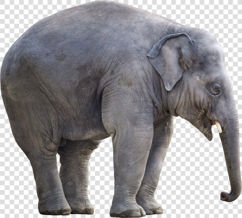 Elephant  White Background  Isolated  Cut Out  Giant   Big Elephant White Background  HD Png DownloadTransparent PNG