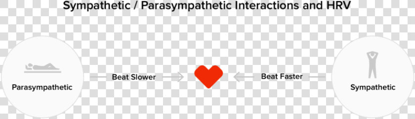 How The Sympathetic And Parasympathetic Branches Of   Circle  HD Png DownloadTransparent PNG