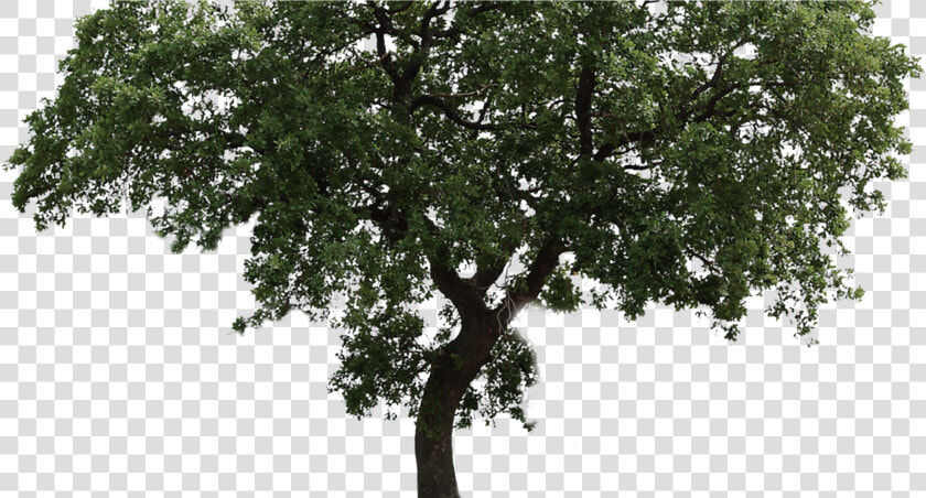 Arvore Png Fundo Transparente   Png Download   Imagen De Arboles En Png  Png DownloadTransparent PNG