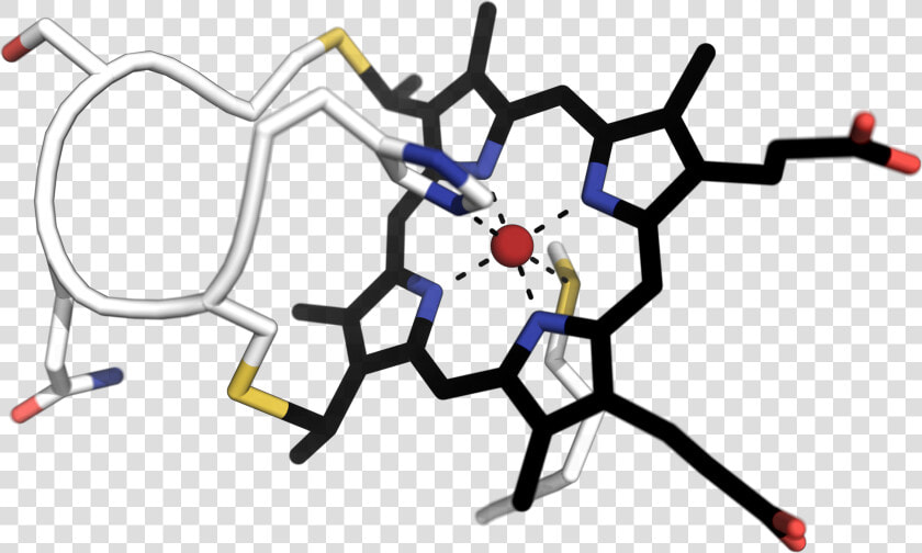 Apo Cytochrome C  HD Png DownloadTransparent PNG