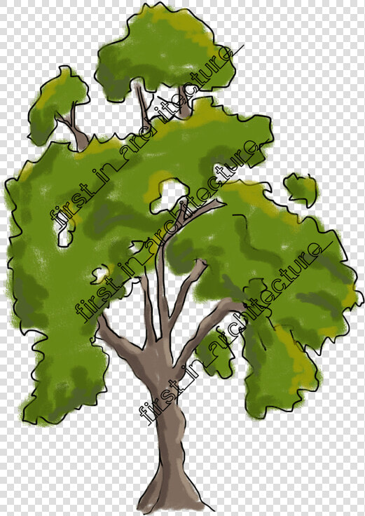 Fia Trees Elevation   Architecture Tree Elevation Png  Transparent PngTransparent PNG