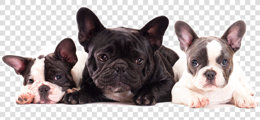 Cute French Bulldog Puppies For Sale In Miami By Dog   Animals Web Design Templates  HD Png DownloadTransparent PNG