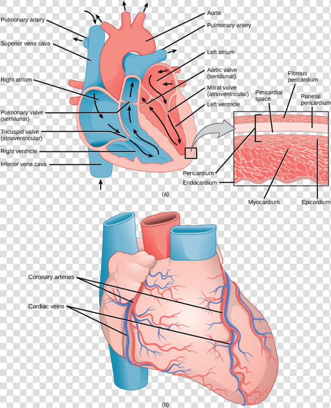 Image   Capillary In The Heart  HD Png DownloadTransparent PNG