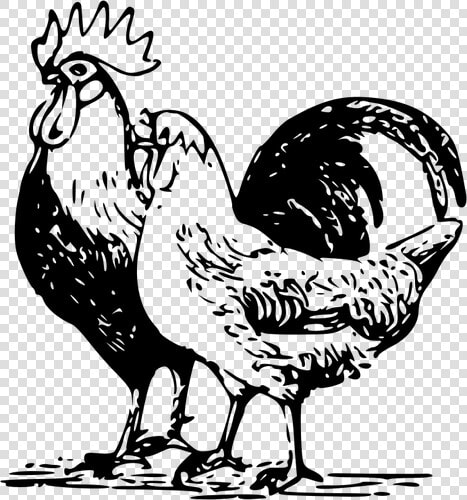 Poultry Drawing   Poultry Clipart  HD Png DownloadTransparent PNG