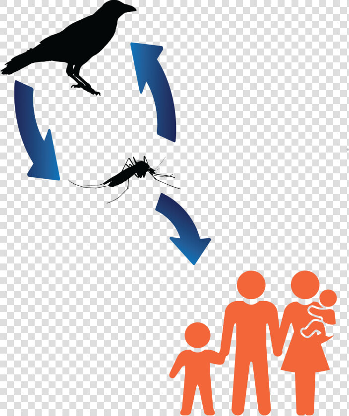 West Nile Virus Transmission Cycle  HD Png DownloadTransparent PNG